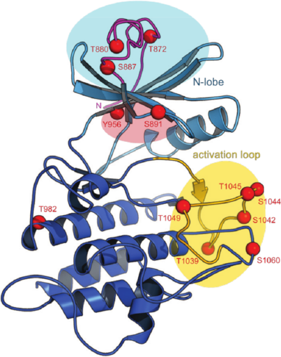 Crystal Structures of the Phosphorylated BRI1 Kinase Domain and ...
